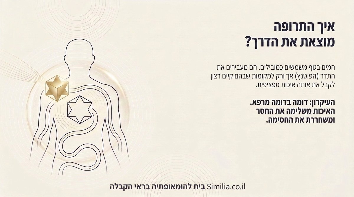 נקודות תדר בגוף האדם - איך התרופה מוצאת את מקום הקבלה שלה